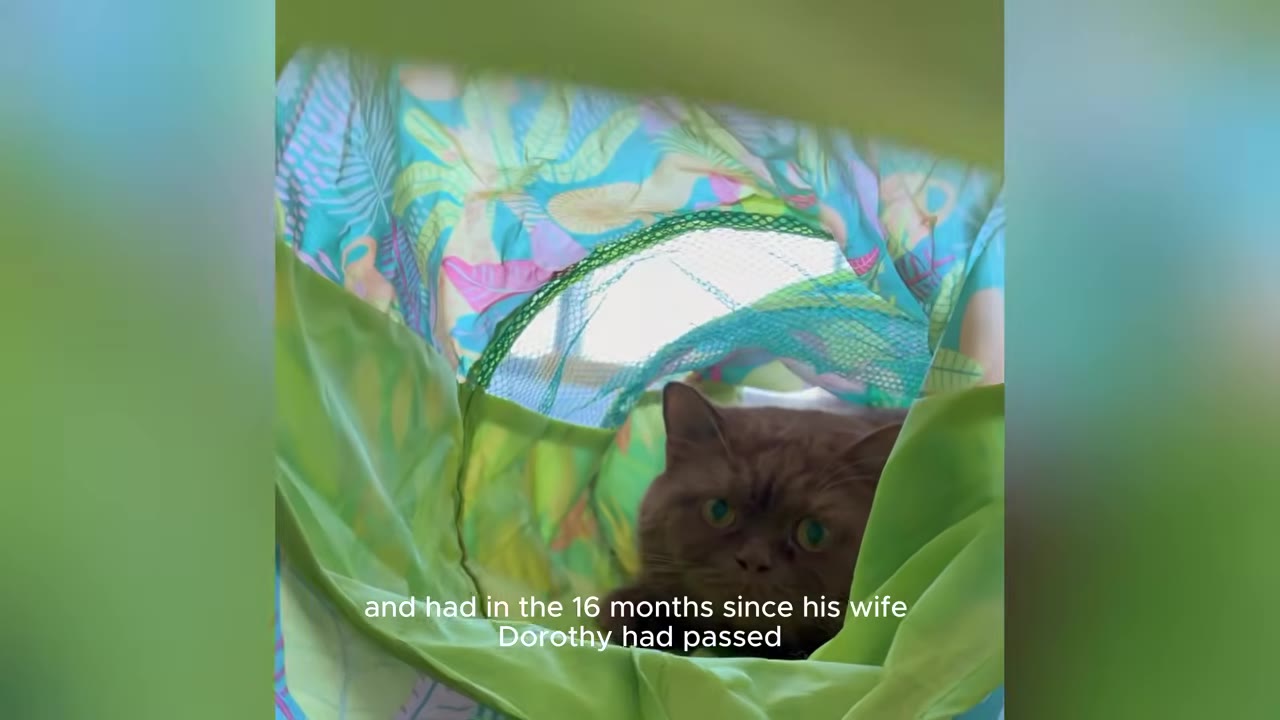 A fluffy brown cat looks out from inside a green and blue fabric play tunnel.