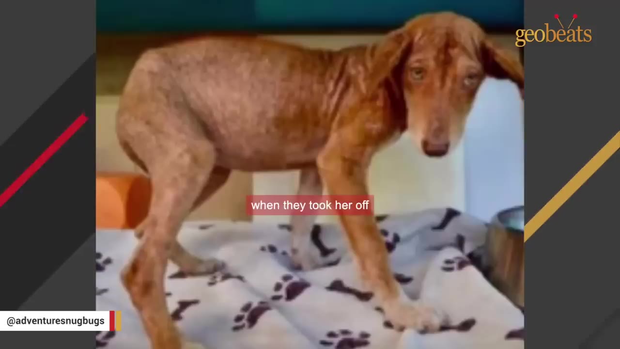 A brown dog with short fur stands on a white blanket with black paw prints.