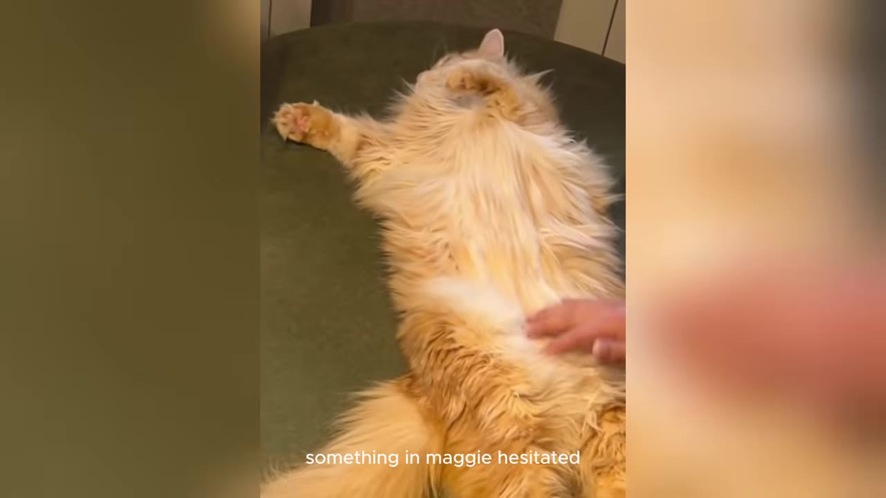 A long, fluffy orange cat lies stretched out on its back on a green cushion while a hand gently pets its belly.