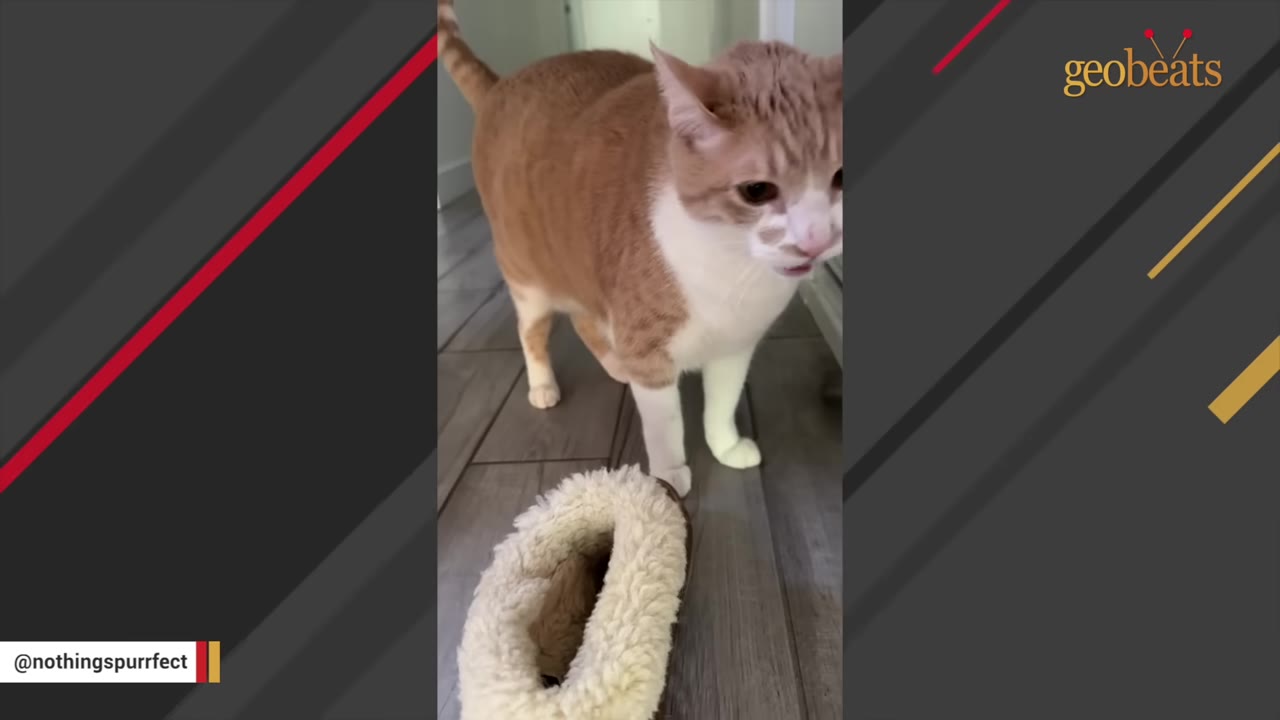 An orange and white cat stands on a wooden floor next to a fleece-lined slipper.