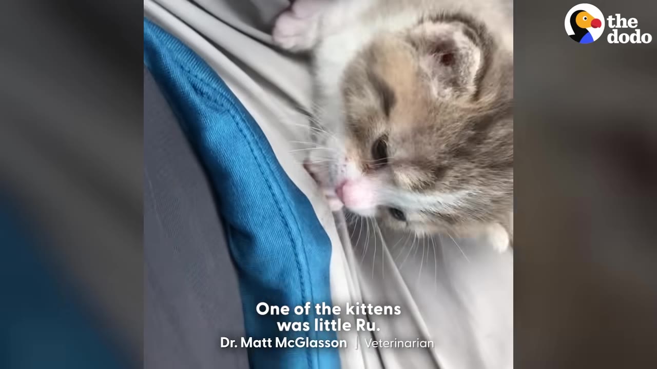 A close-up of a tiny, fluffy light brown and white kitten resting on a person's lap.