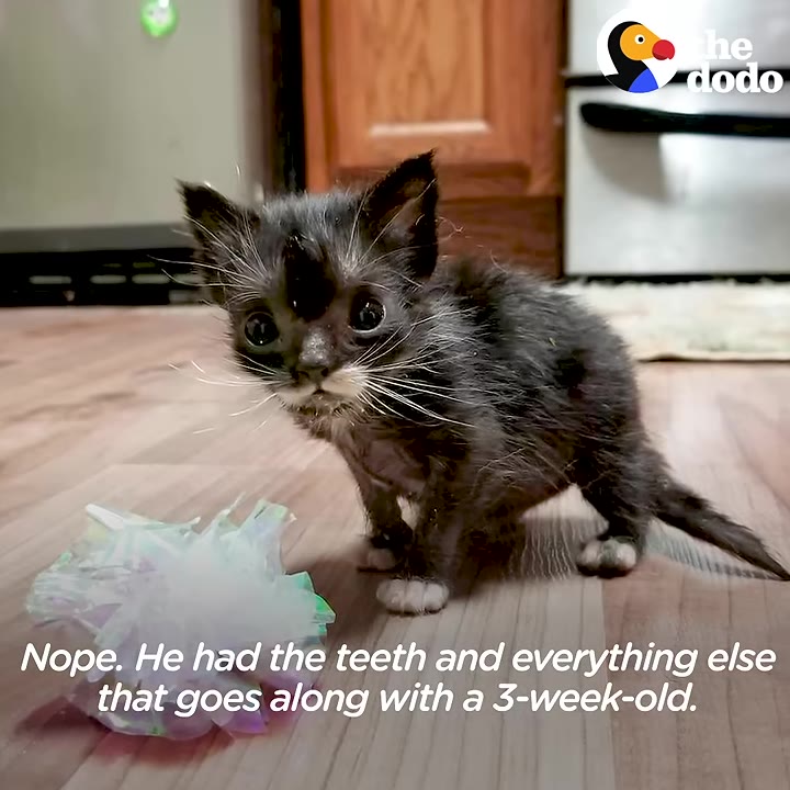 A small, scruffy black and white kitten with a unique tuft of dark fur sticking up between its ears stands on a wooden floor next to a crinkly toy.