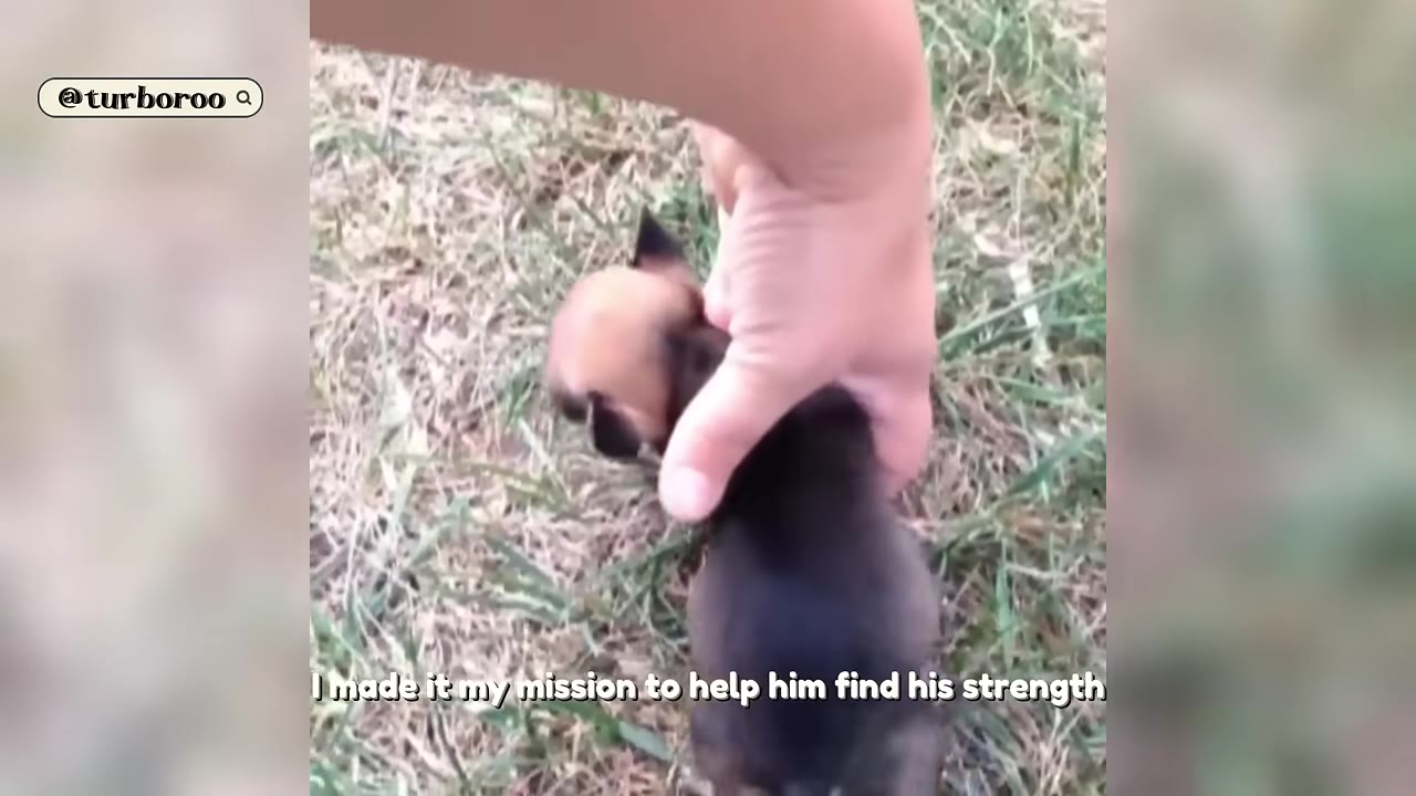 A close-up shot of a person's hand gently supporting a tiny brown and black puppy as it stands on grassy ground.