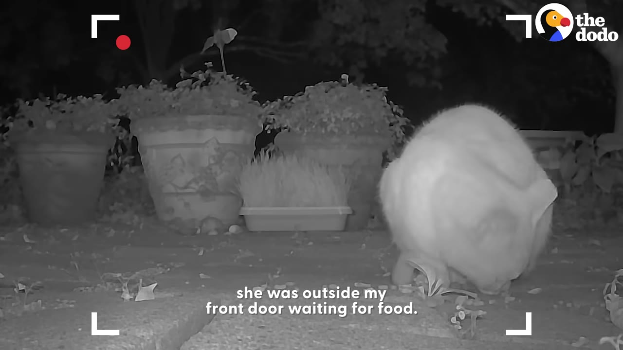 A black and white night-vision camera view of a cat eating food on the ground outside a house near potted plants.