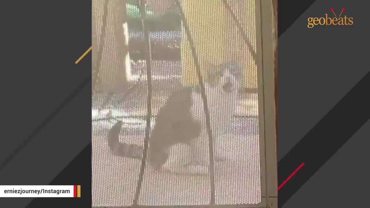 A black and white cat seen through a screen door, looking inside.
