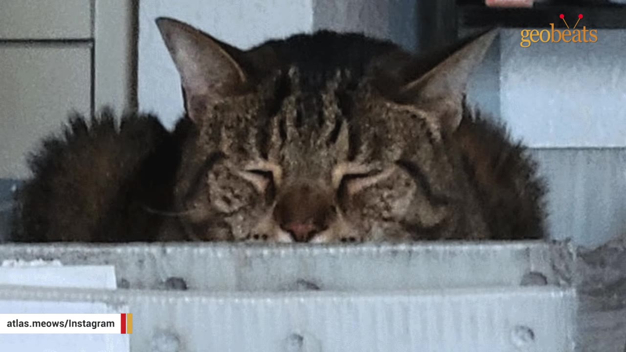 A close-up shot of a sleeping brown tabby cat with its head resting on a grey surface.