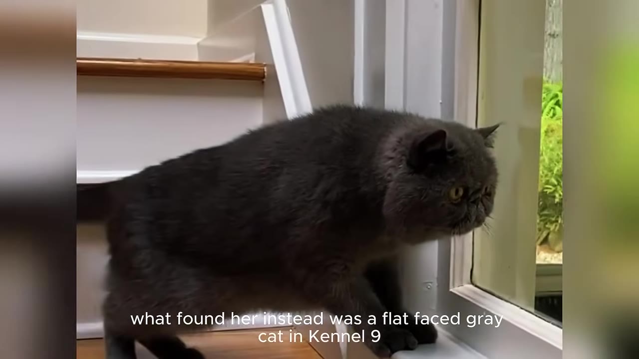A close-up profile shot of a dark gray, flat-faced cat looking intently out a window next to a wooden staircase.