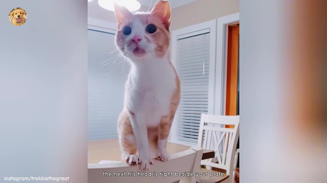 An orange and white cat standing on the back of a white wooden chair next to a dining table.