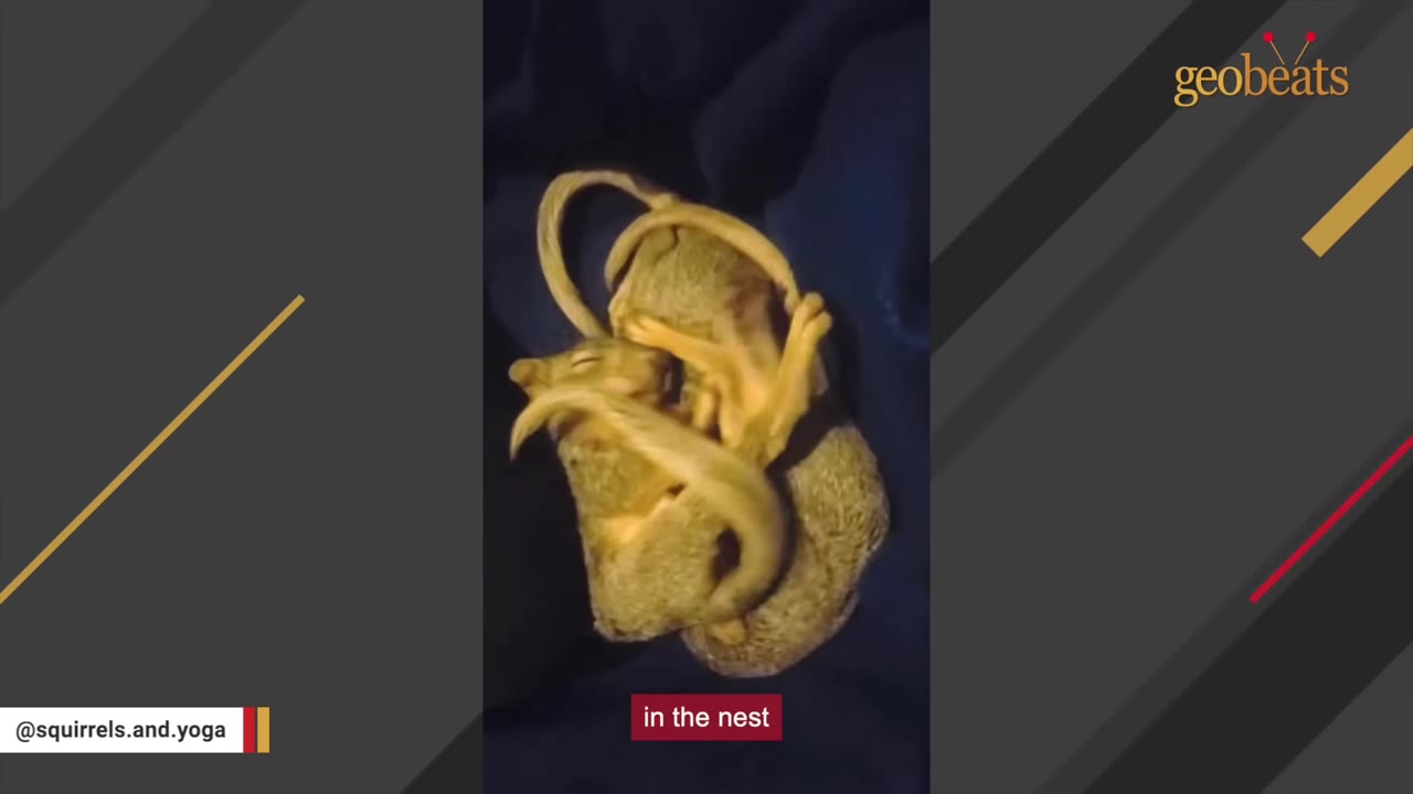 Two tiny, sleeping baby squirrels curled up together on a dark blue blanket.