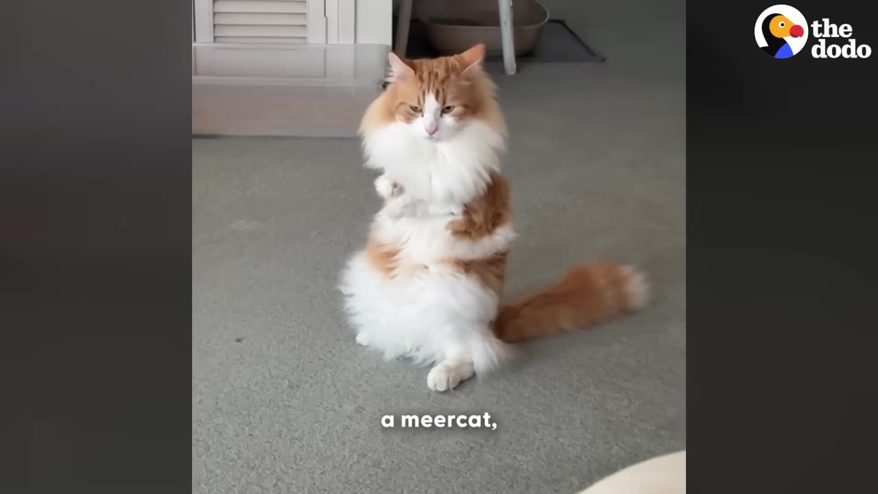 A fluffy orange and white cat sitting upright on its hind legs on a carpeted floor, looking directly at the camera.