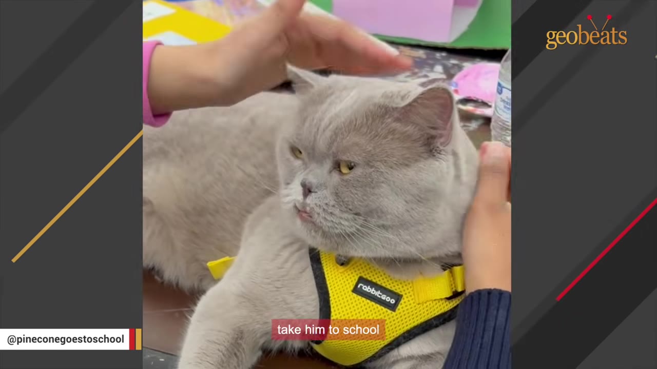 A fluffy grey cat wearing a yellow harness is being gently petted by a hand, with the caption 'take him to school' visible at the bottom.