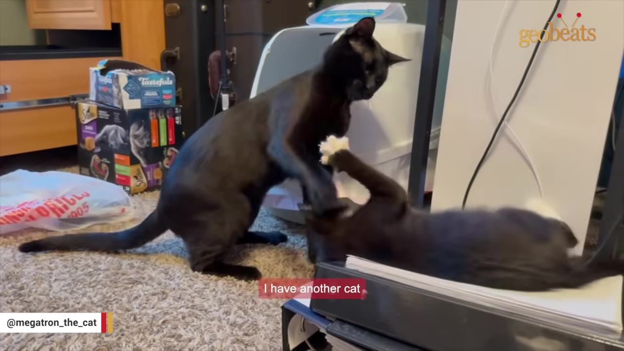 Two black cats playing together on a carpeted floor, with one cat standing over the other.