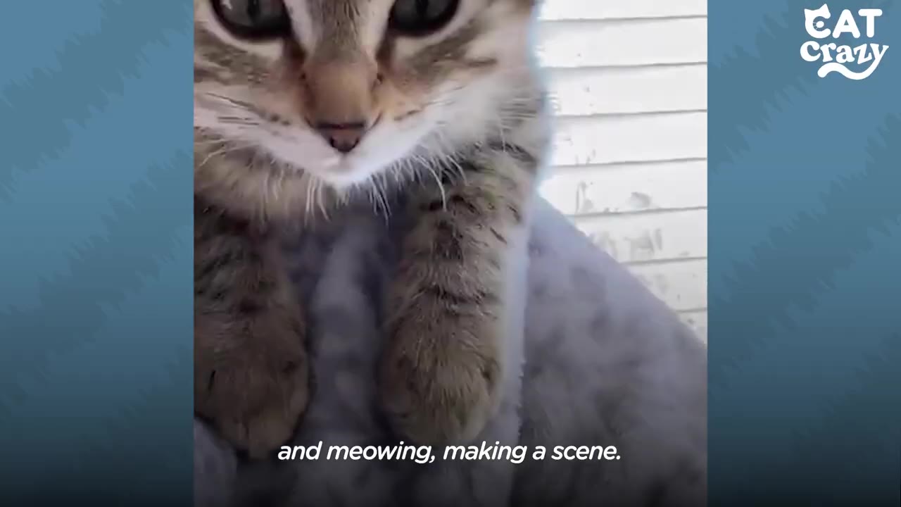 A close-up of a small tabby kitten looking directly at the camera with its paws resting on a soft surface.