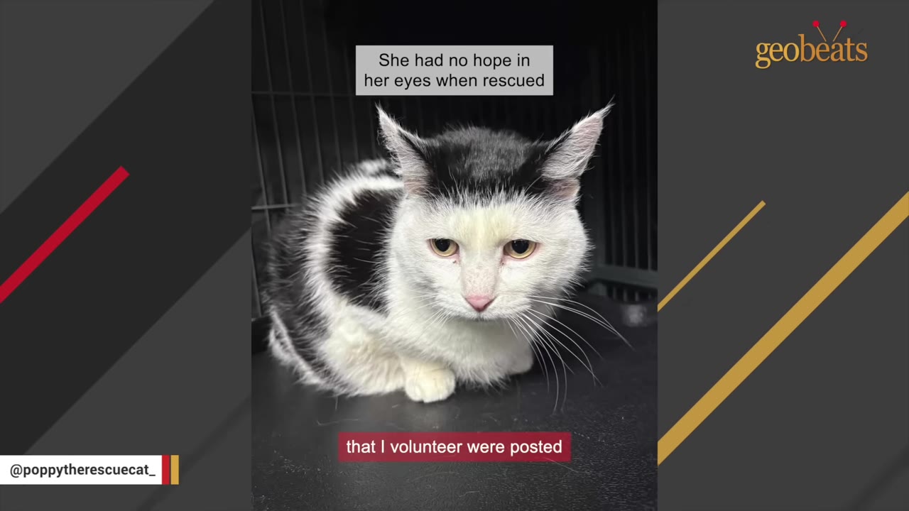 A black and white cat with sad eyes sits inside a metal shelter cage, with text overlay reading 'She had no hope in her eyes when rescued'.