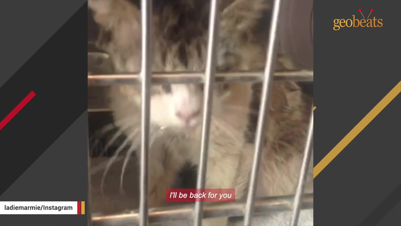 A fluffy, long-haired cat with white and brown patches looks out from behind the metal bars of a cage.