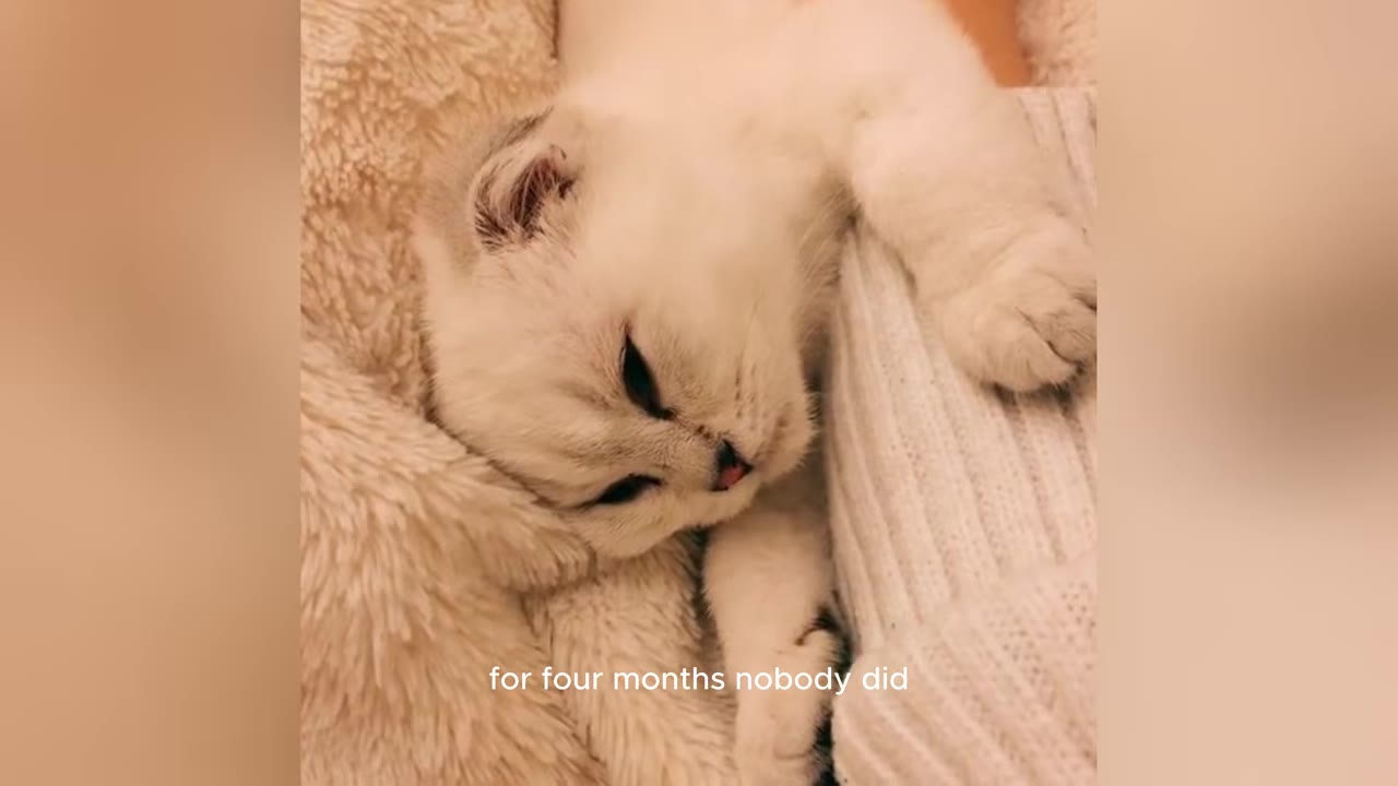 A small white kitten with folded ears rests its head on a soft, fluffy blanket, looking sad and quiet.