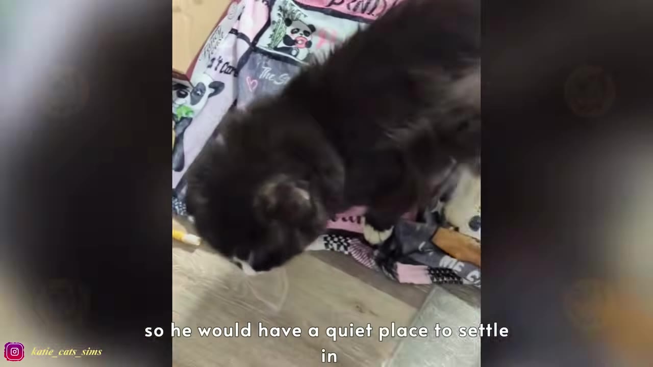 A fluffy black and white cat steps onto a colorful patterned blanket on the floor.