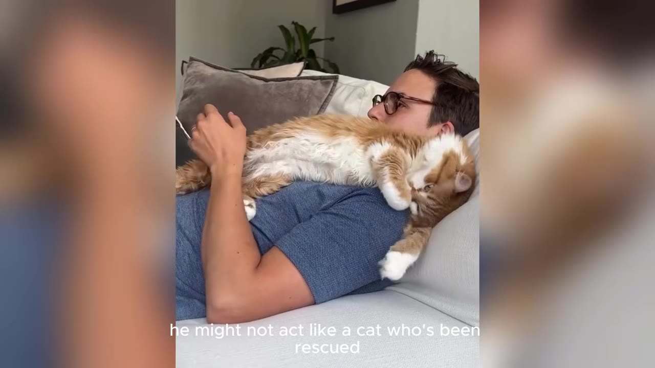 An orange and white cat lies draped across the chest of a man wearing glasses who is resting on a white couch.