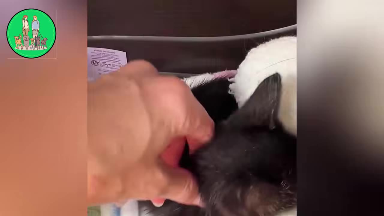 A close-up shot of a hand gently touching a tiny black kitten curled up next to a soft white blanket.