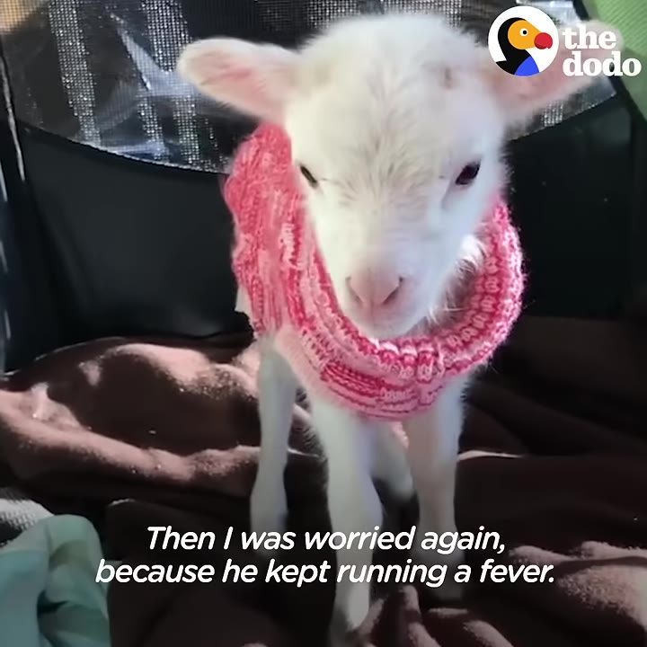 A close-up of a small white lamb wearing a pink knit sweater, standing on a dark blanket.