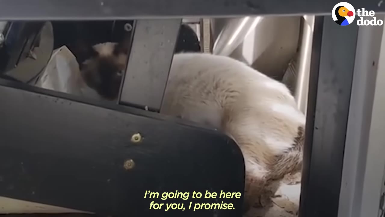 A fluffy Siamese cat seeks shelter in a small, enclosed space underneath a porch structure.