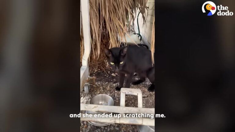 Texas Feral Cat Scratched The Woman Trying To Help Her, Then Brought A Tiny Surprise The Next Day