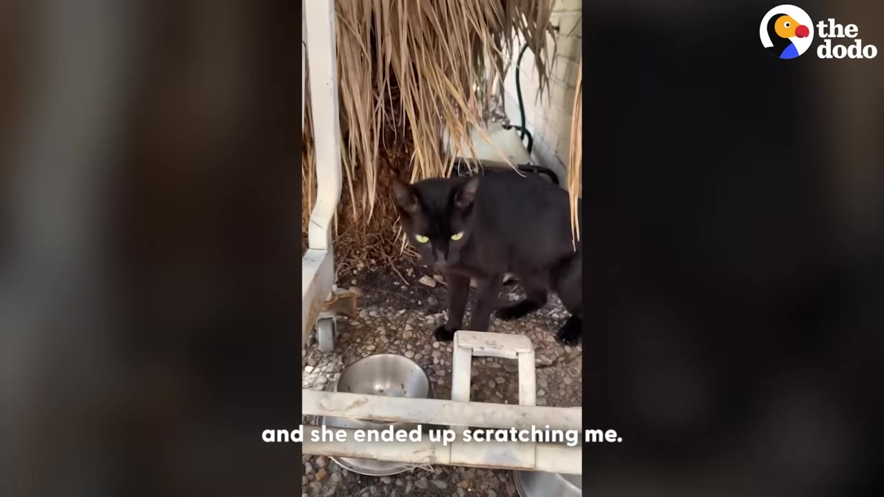 A black cat standing near a metal bowl outdoors, looking directly at the camera with a cautious expression.