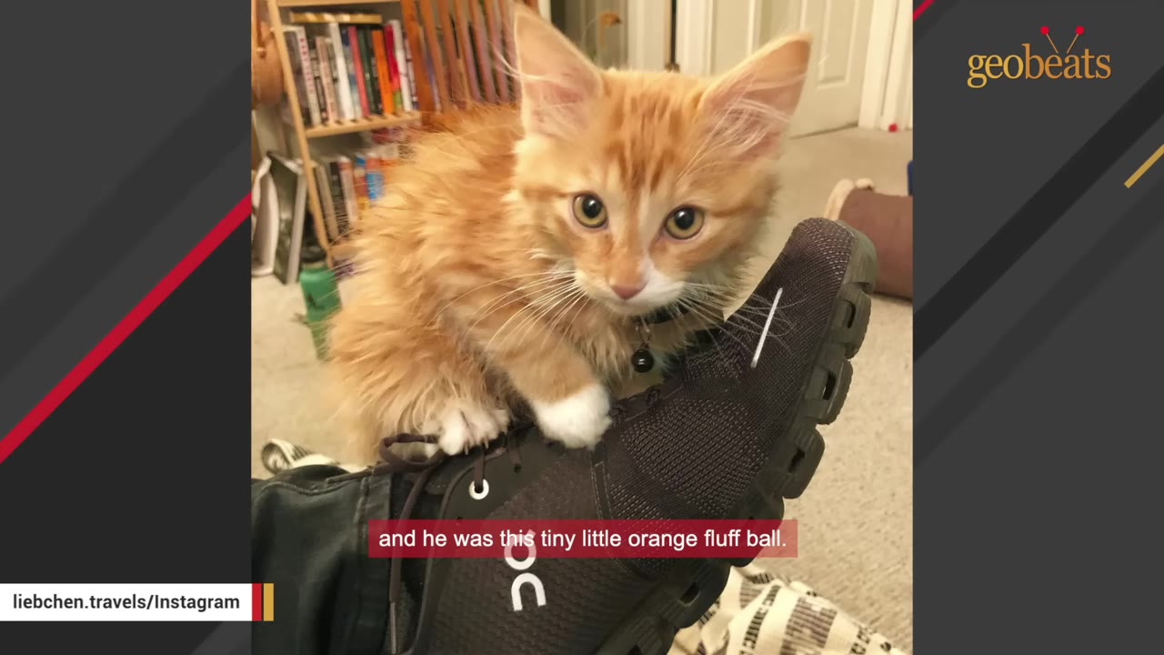 A tiny, fluffy orange and white kitten sitting on top of a black athletic shoe.