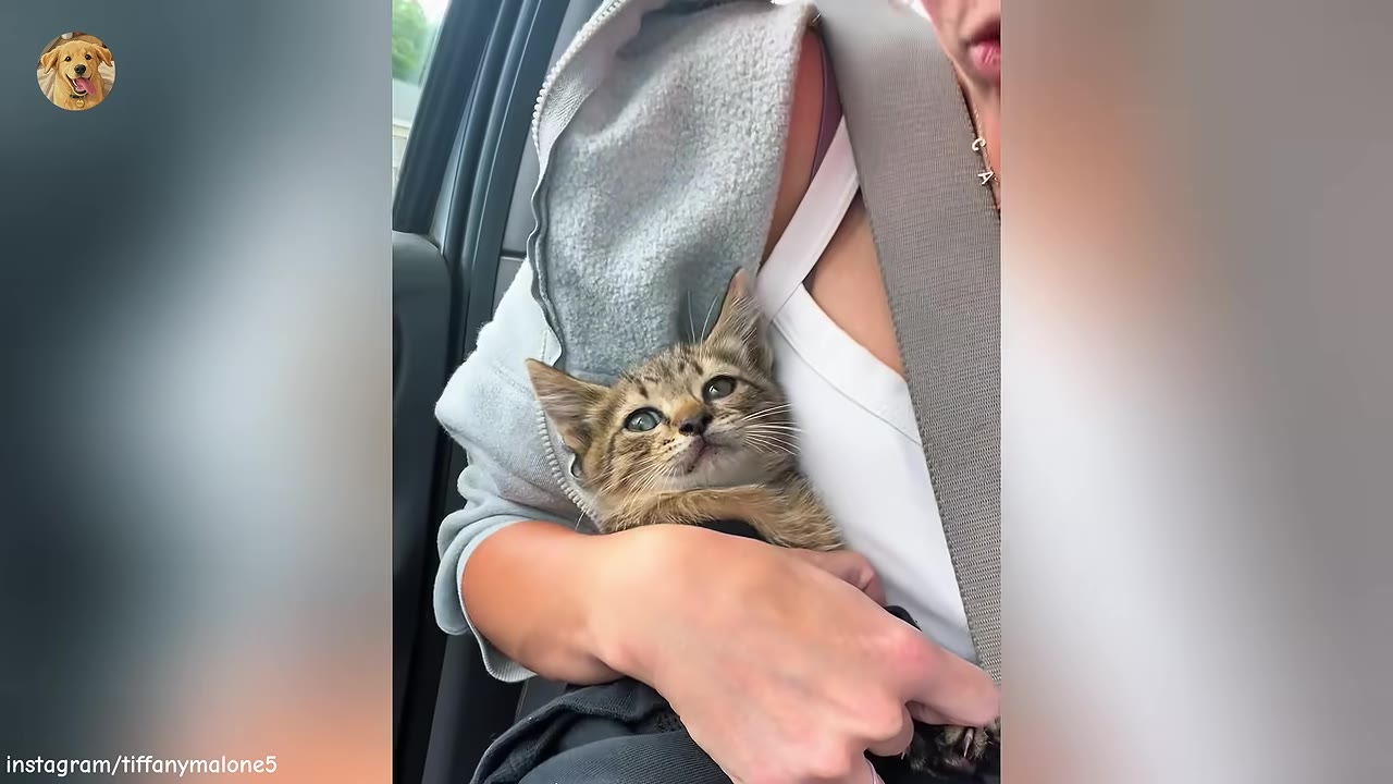 A close-up of a tiny tabby kitten being cradled in a person's arms inside a car, looking up with wide eyes.