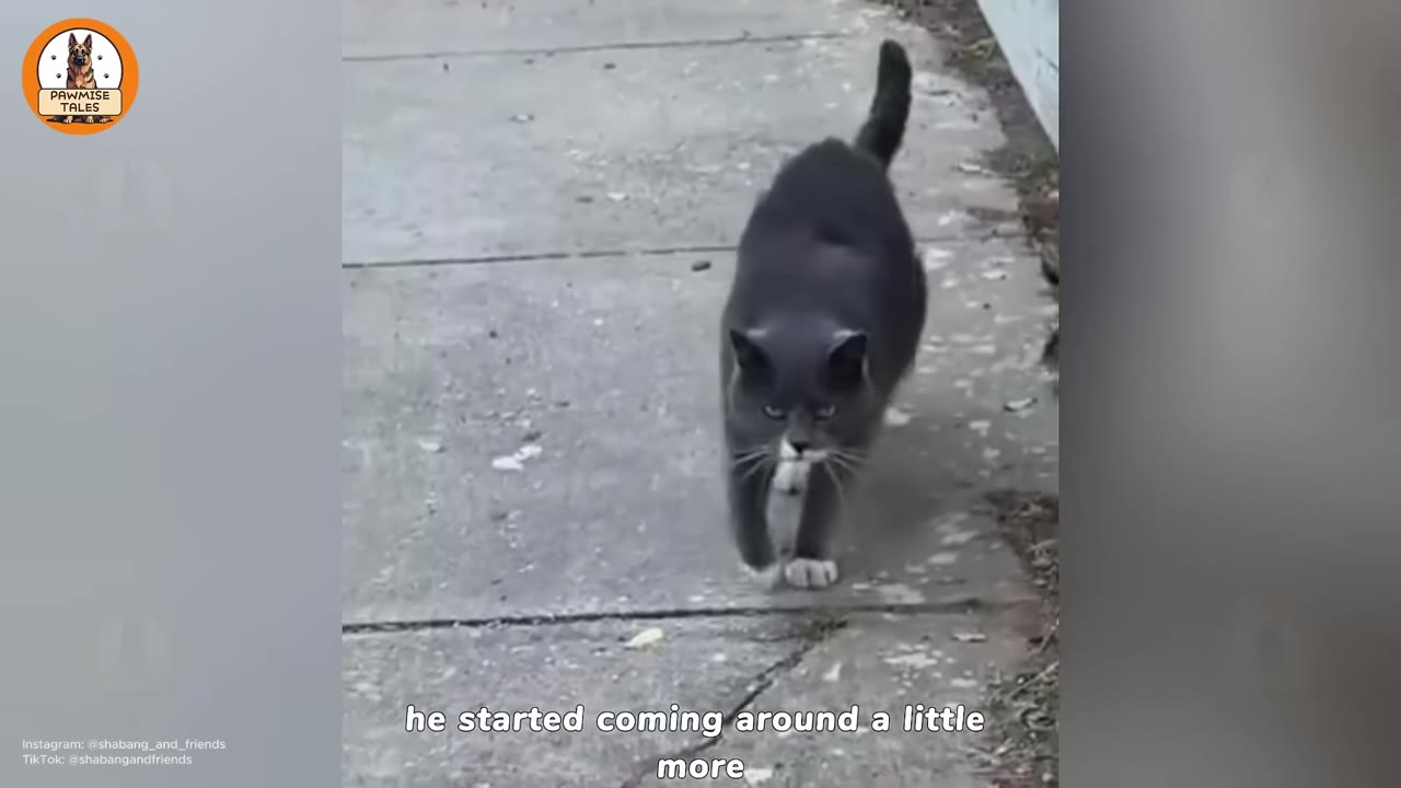 A grey and white cat walks forward along a concrete sidewalk.