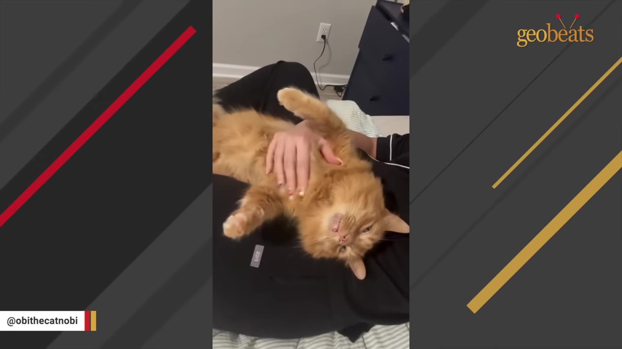 An orange long-haired cat lies on its back in a person's lap, looking relaxed and content while receiving belly rubs.