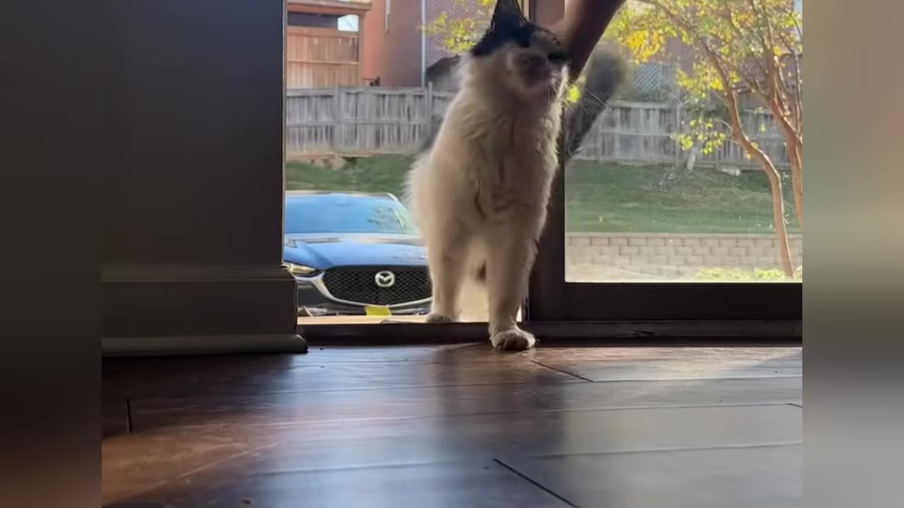 A fluffy black and white cat stands in a doorway, looking up as a hand gently pets its head.