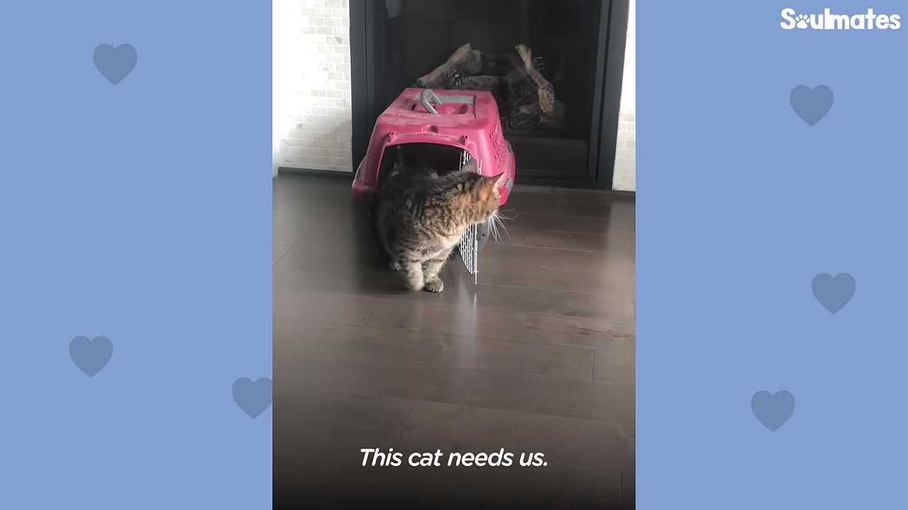 A tabby cat steps out of a pink plastic pet carrier onto a dark wood floor.