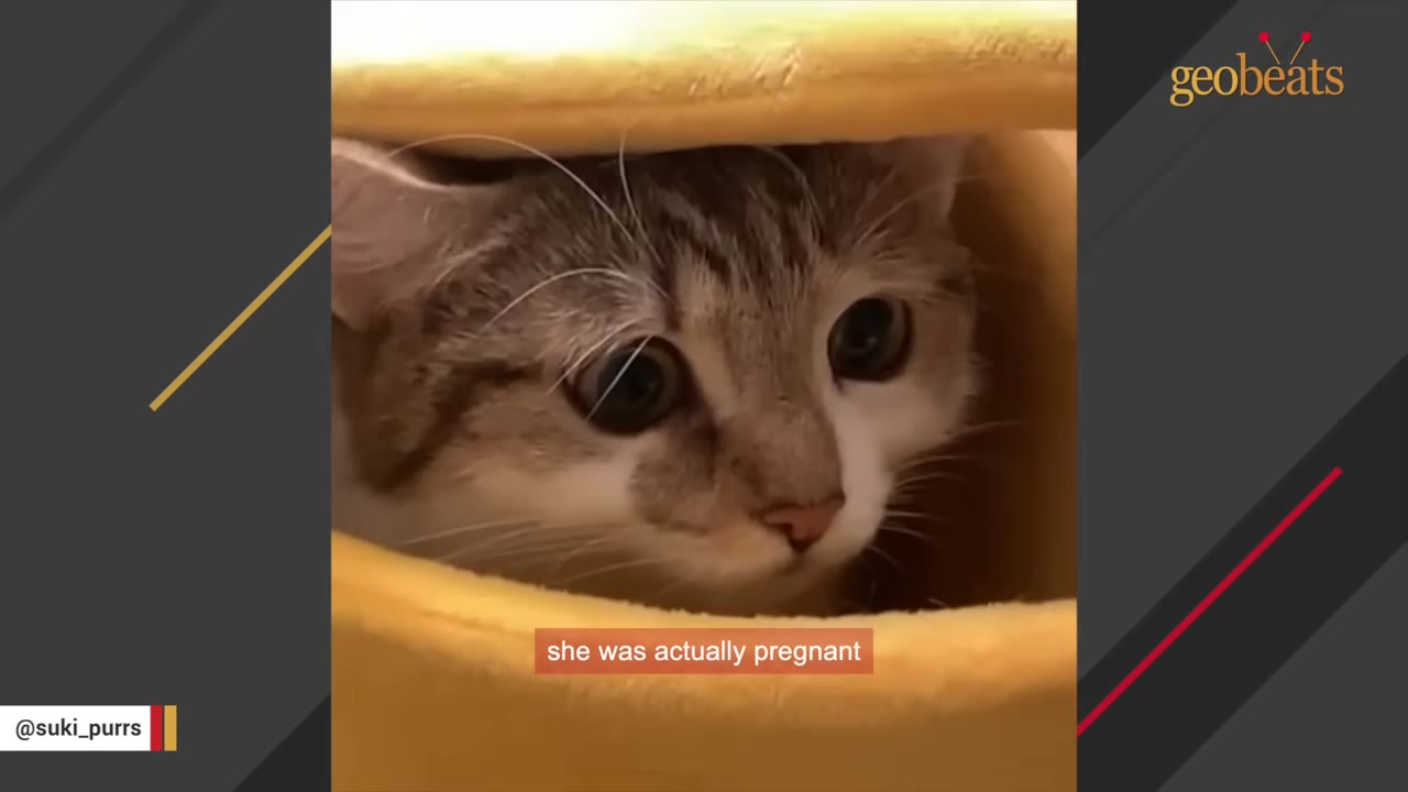 A close-up of a brown and white tabby cat with wide, anxious eyes peeking out from a yellow cat bed.