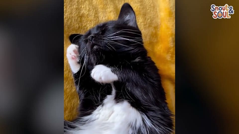 Video frame for A Surprising Discovery at the Rescue