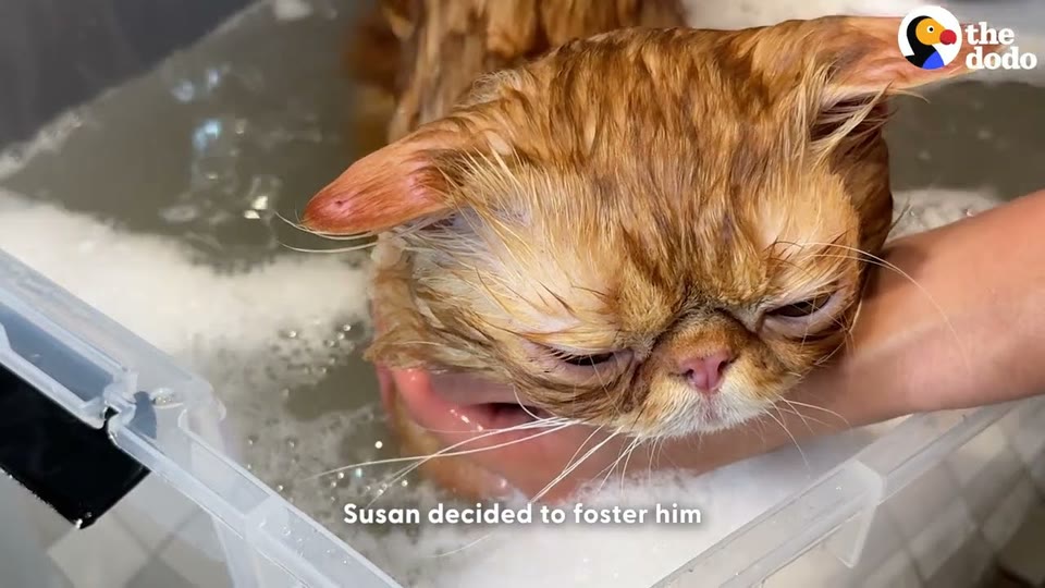 Video frame for A Surprising Discovery