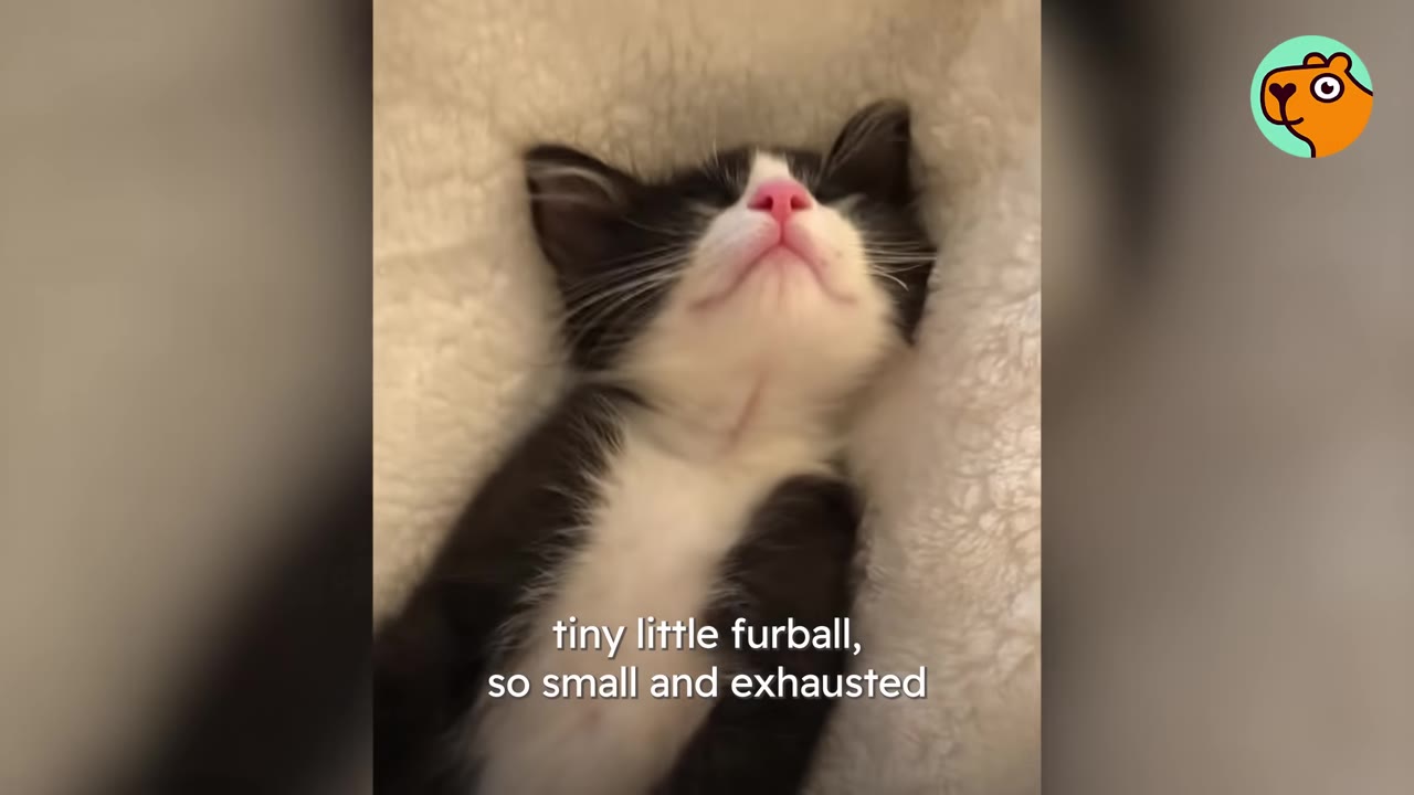 A close-up of a tiny black and white kitten sleeping peacefully on a soft, white fleece blanket.