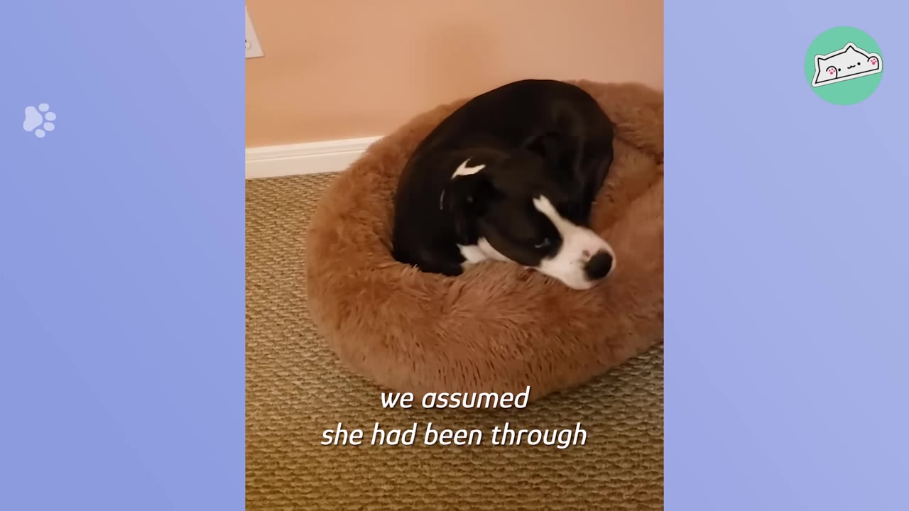 A black and white dog curled up inside a fluffy brown dog bed on a carpeted floor.