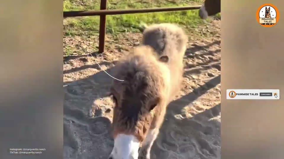 Video frame for A Tiny Miracle In The Straw