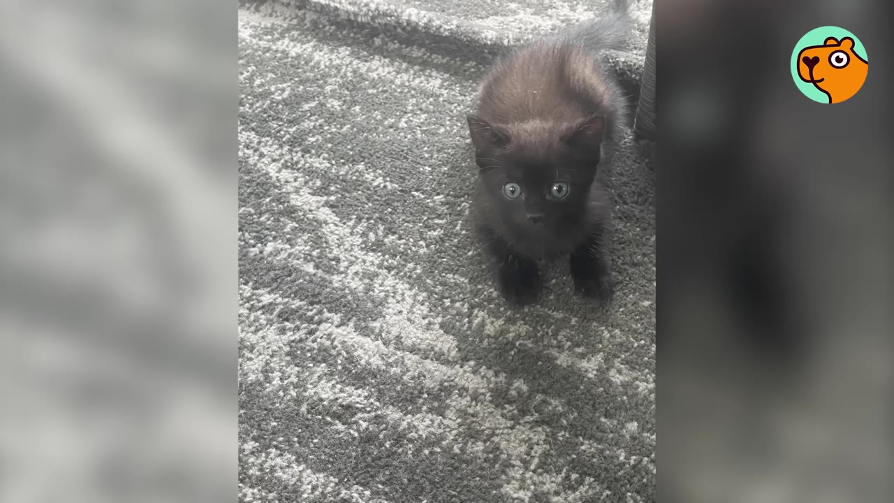A tiny black kitten with wide, round eyes stands on a grey patterned carpet, looking up towards the camera.