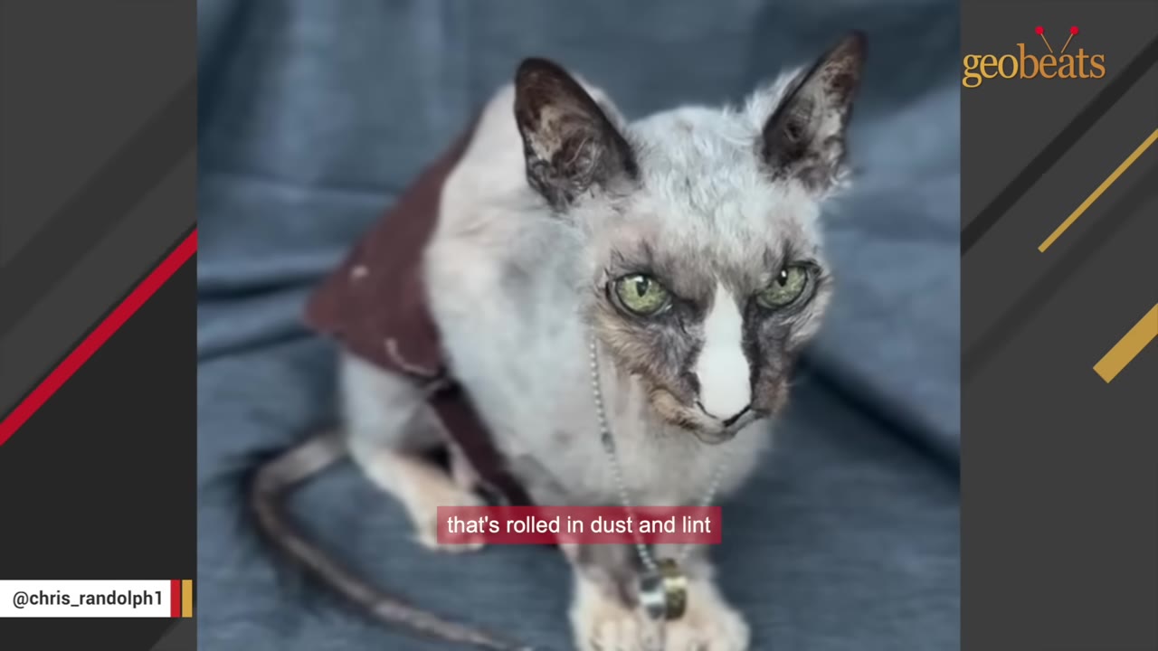 A close-up shot of a Lykoi cat with green eyes, a white nose, and sparse greyish fur, wearing a small brown vest and a silver chain necklace.