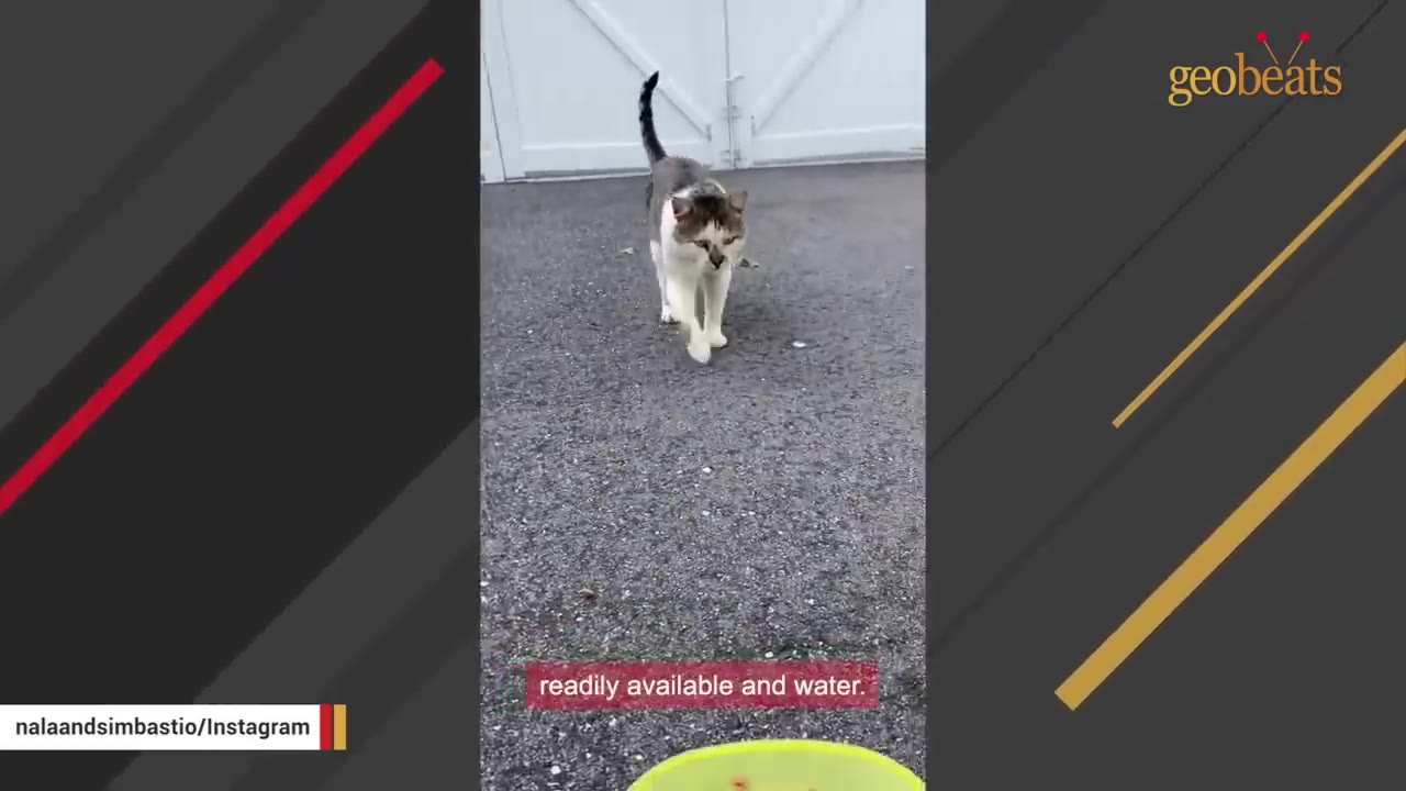 A grey and white cat walks forward on an asphalt driveway towards a yellow bowl.