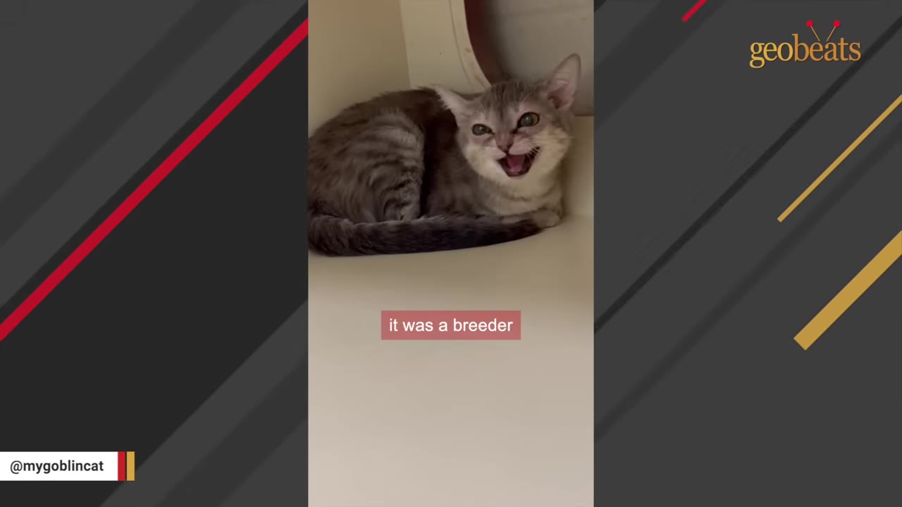A small grey tabby kitten with a unique facial structure sits in a shelter enclosure, opening its mouth wide.