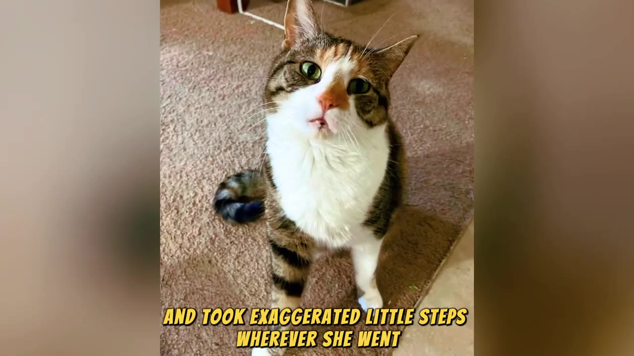 A calico and white cat with green eyes sits on a brown carpet, looking up at the camera with a tilted head.
