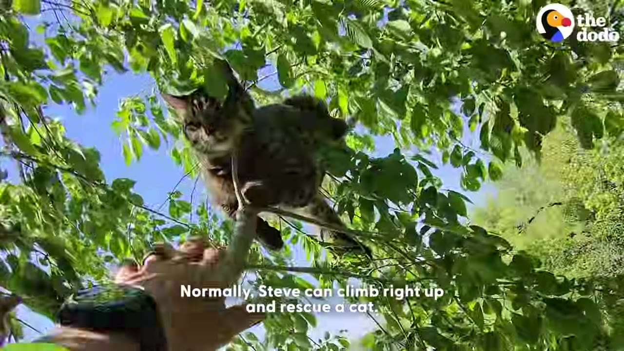 A low-angle shot looking up through green leaves at a fluffy tabby cat perched on a tree branch, with a person's hand reaching up toward it.