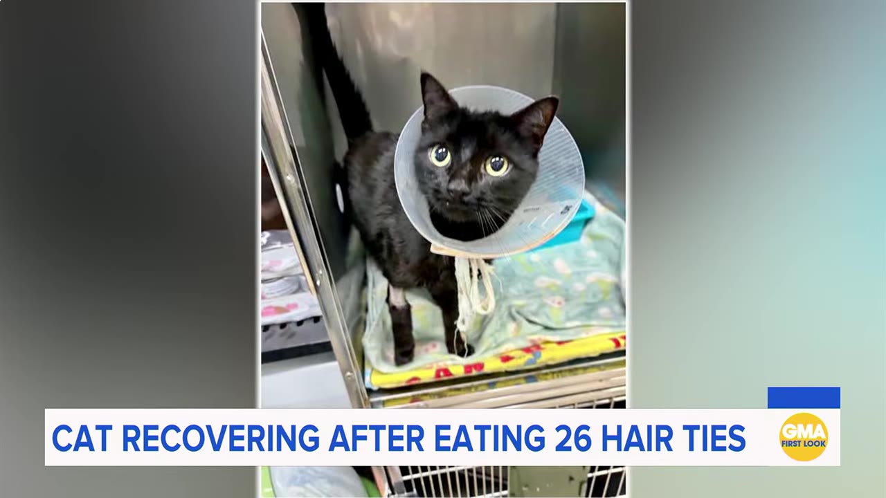 A black cat named Midnight wearing a protective plastic cone collar stands inside a veterinary cage.