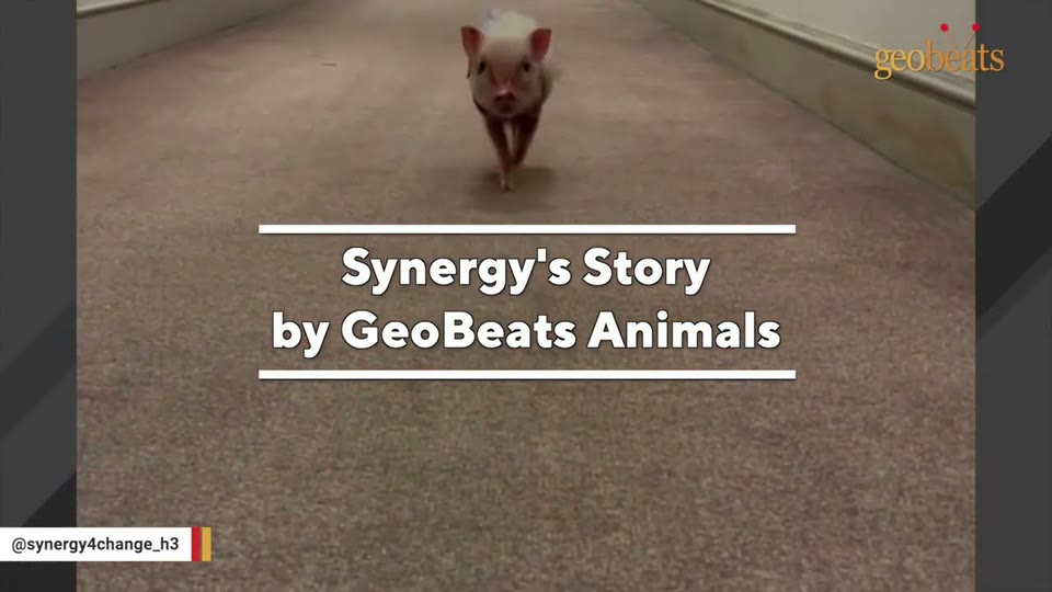 Video frame for A Vibrant And Stubborn Spirit