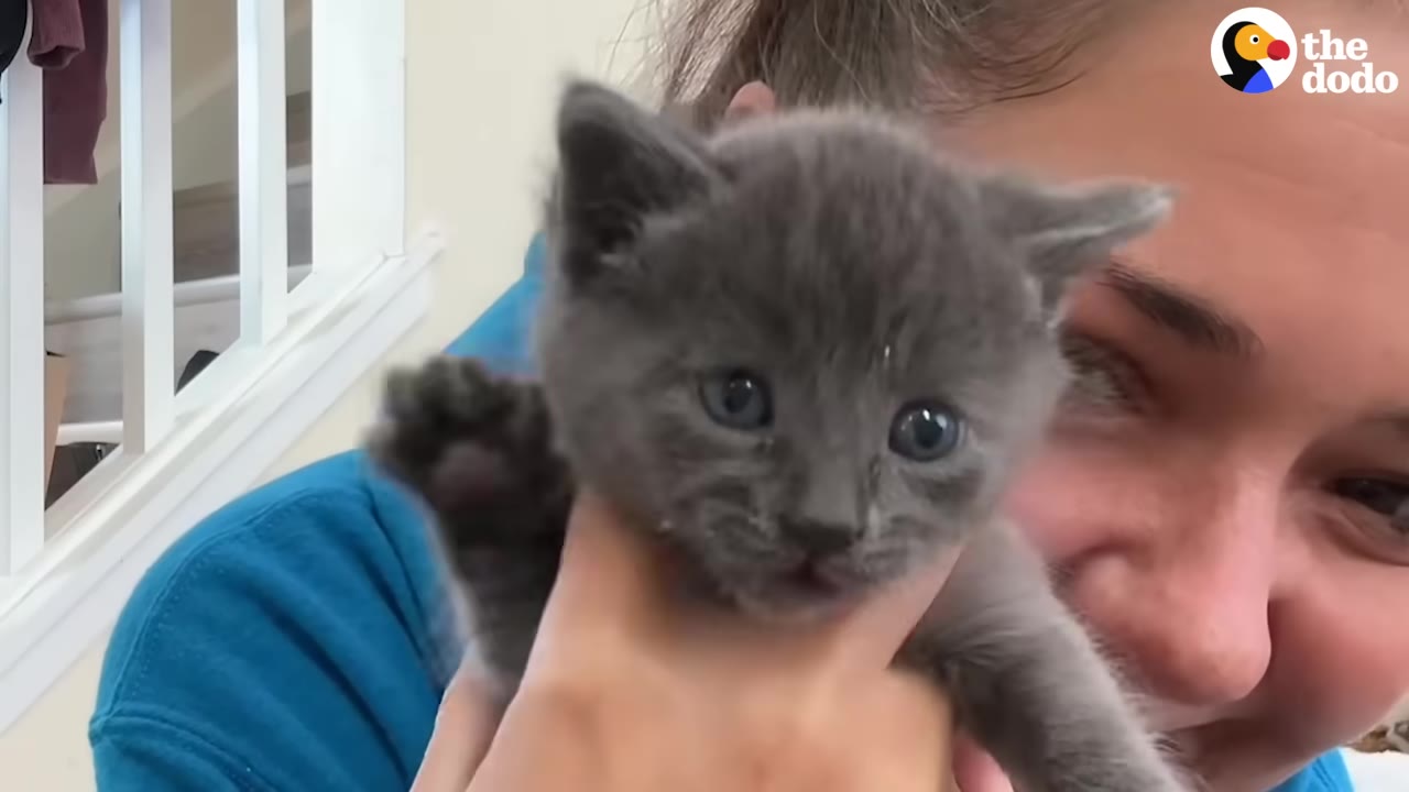 A close-up of a small grey kitten being held gently by a person smiling in the background.