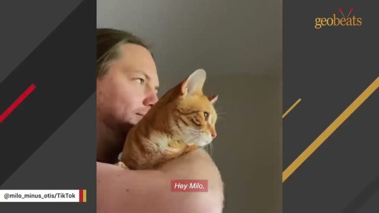 PA Couple Adopts Wild Shelter Cat, Then He Starts Smelling His Dad’s Breath In The Middle Of The Night