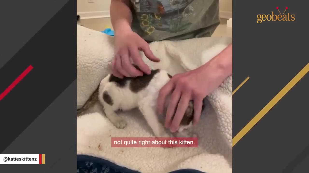 A person's hands gently examine a small, thin brown and white kitten resting on a white fleece blanket.